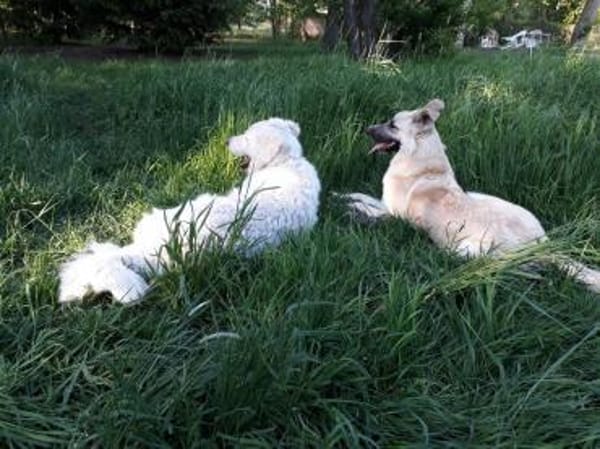 Danila - anhängliche Maus in BRB