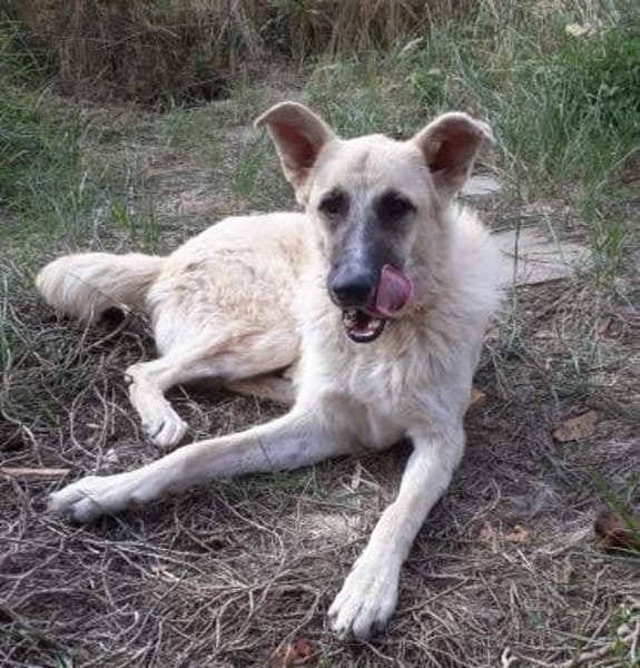 Danila - anhängliche Maus in BRB