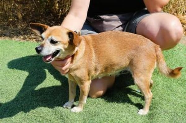 Seniorin Elmi sucht ein Kuschelplätzchen