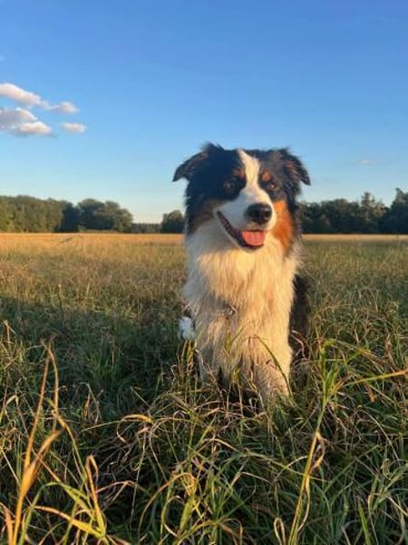 Jesse sucht dringend ein neues Zuhause