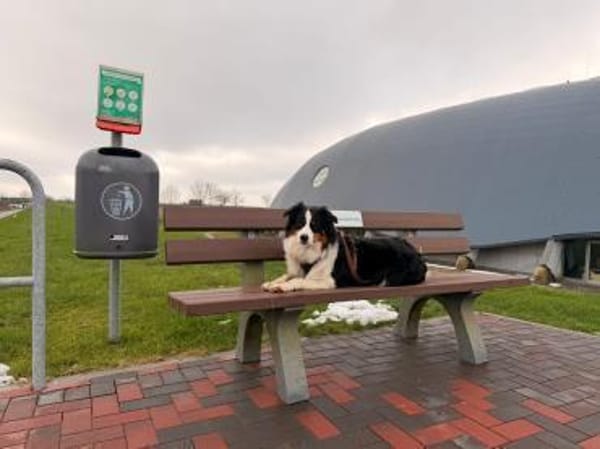 Jesse sucht dringend ein neues Zuhause