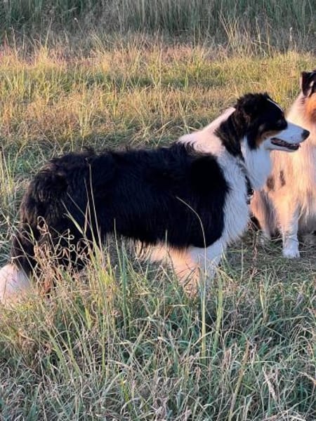 Jesse sucht dringend ein neues Zuhause