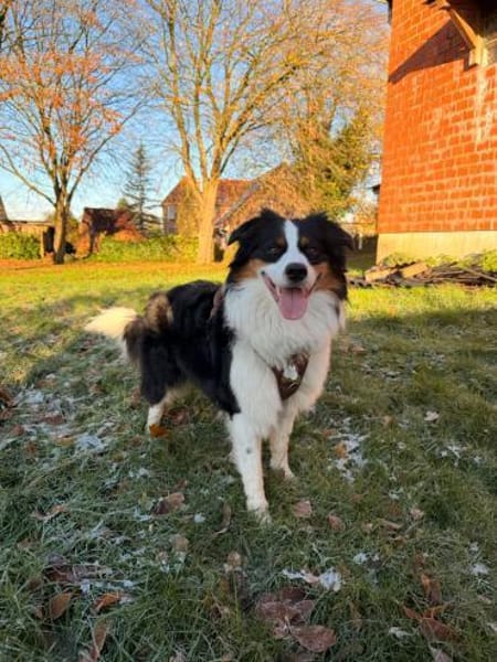 Jesse sucht dringend ein neues Zuhause