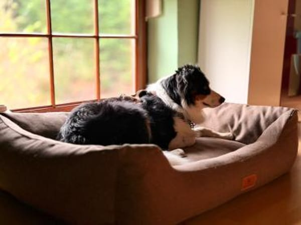 Jesse sucht dringend ein neues Zuhause