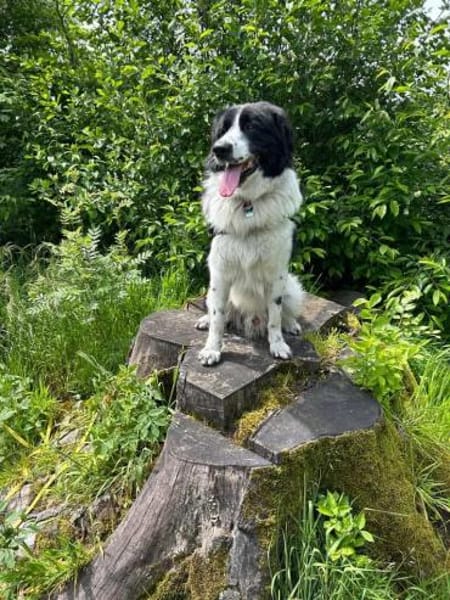 Da Vinci - der Imposante