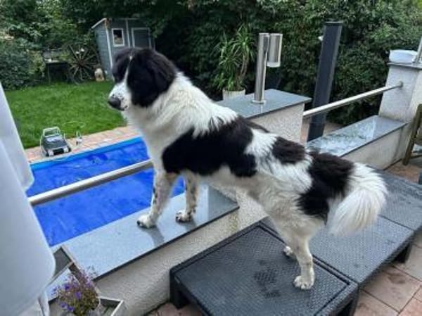 Da Vinci - der Imposante