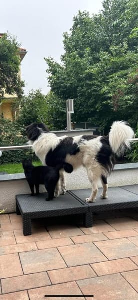 Da Vinci - der Imposante