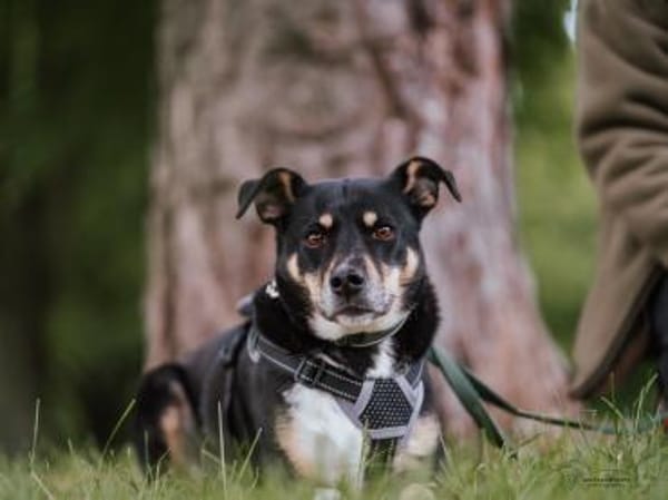 Mina - die hübsche Abenteurerin