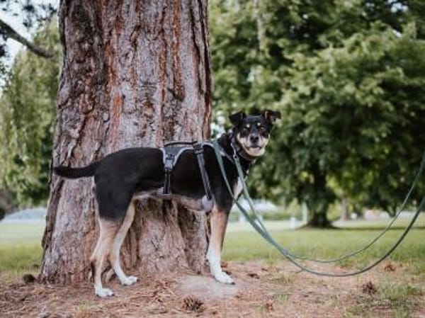 Mina - die hübsche Abenteurerin