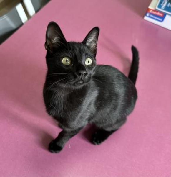 Lebensfroher Bursche - unser Snoopy 😻