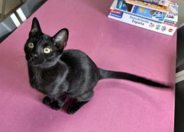 Lebensfroher Bursche - unser Snoopy 😻