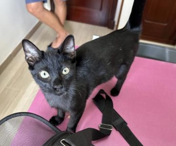 Lebensfroher Bursche - unser Snoopy 😻