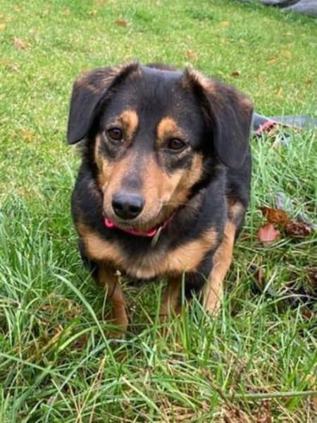 Lina kleine Kämpferin sucht ihre Mensche