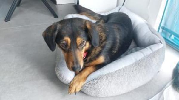 Lina kleine Kämpferin sucht ihre Mensche