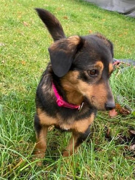 Lina kleine Kämpferin sucht ihre Mensche