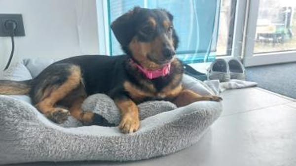 Lina kleine Kämpferin sucht ihre Mensche