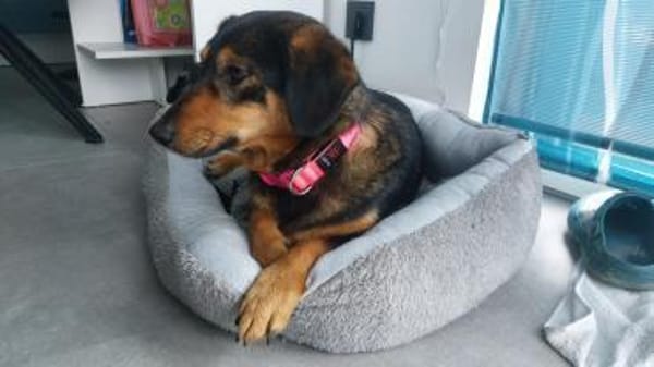 Lina kleine Kämpferin sucht ihre Mensche