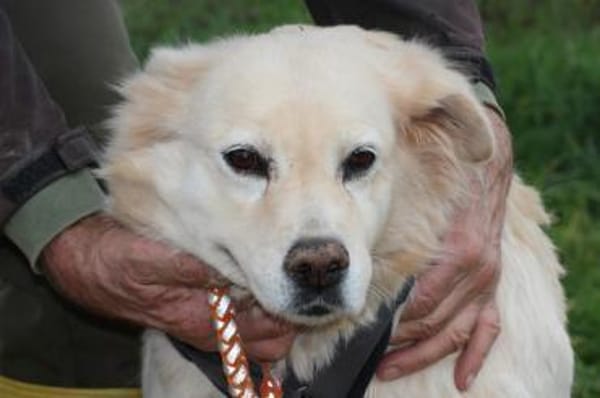 Goldie - sehr lieb u. verschmust