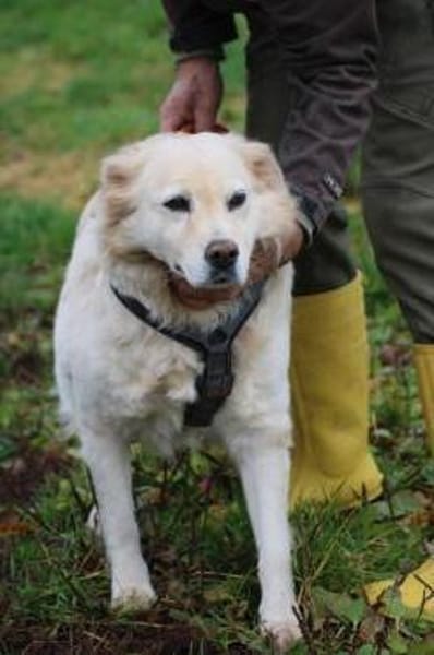 Goldie - sehr lieb u. verschmust
