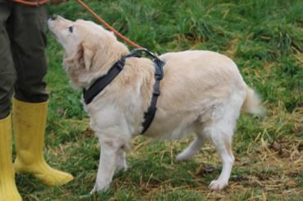 Goldie - sehr lieb u. verschmust