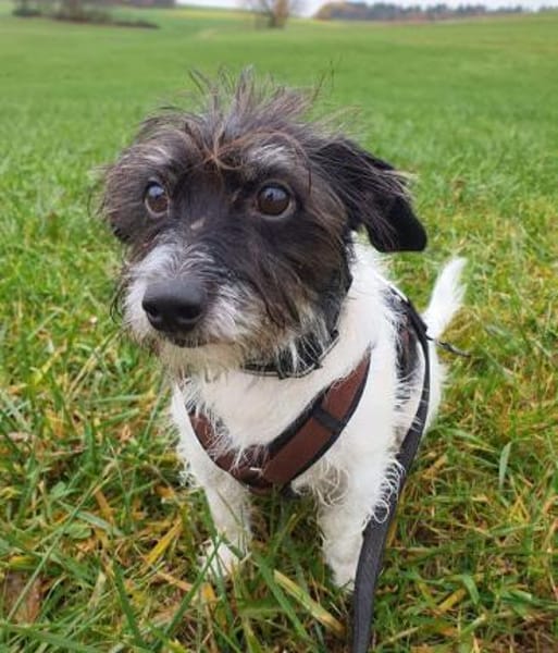 Balco - ist unerfahren