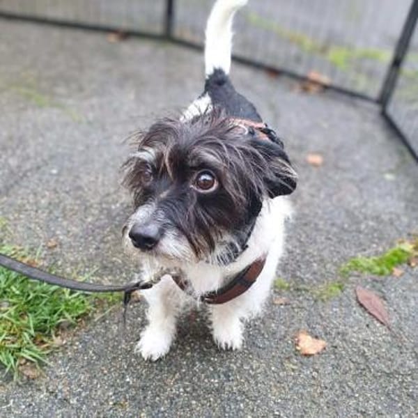 Balco - ist unerfahren