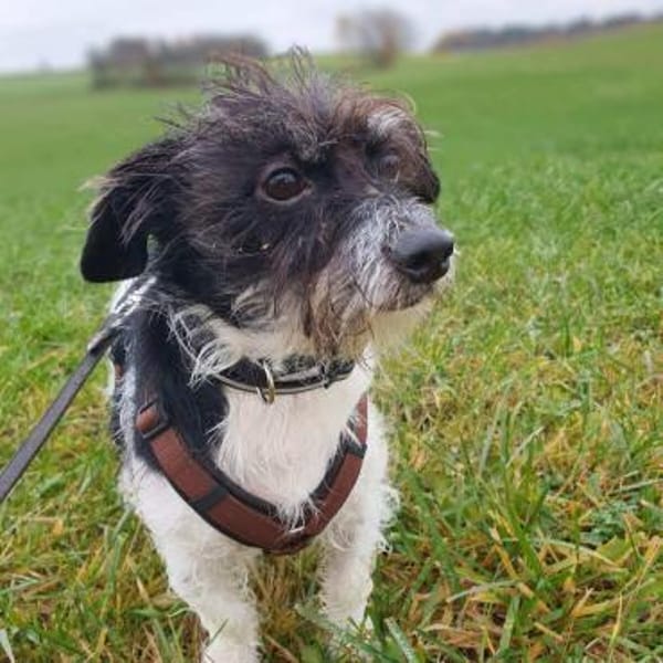 Balco - ist unerfahren