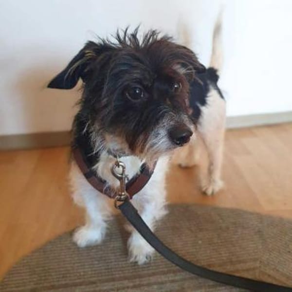 Balco - ist unerfahren