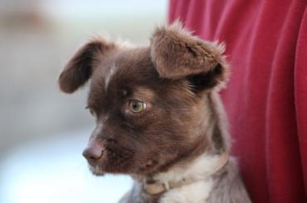 Gipsy - zutrauliche, goldige Junghündin