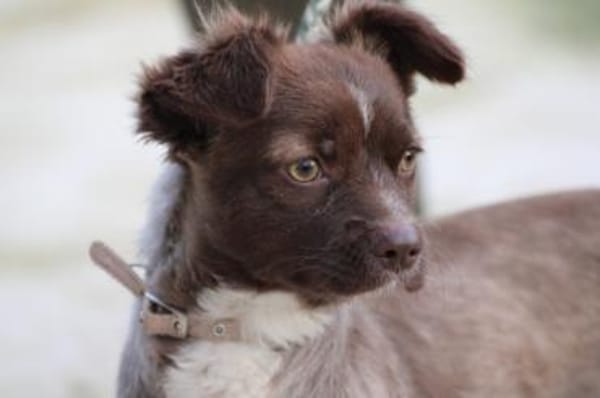 Gipsy - zutrauliche, goldige Junghündin