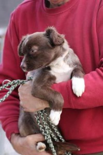 Gipsy - zutrauliche, goldige Junghündin