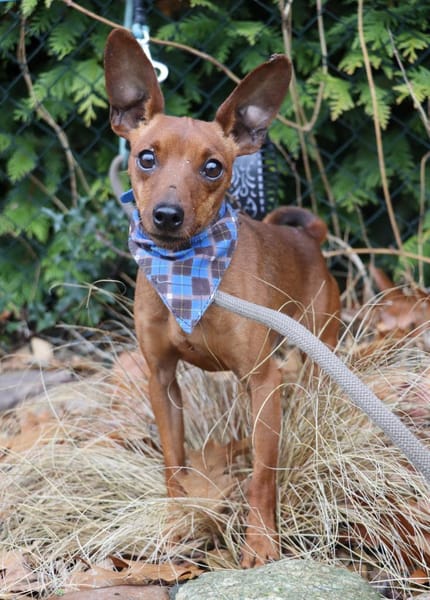 Pepe - kleine Maus sucht großes Glück