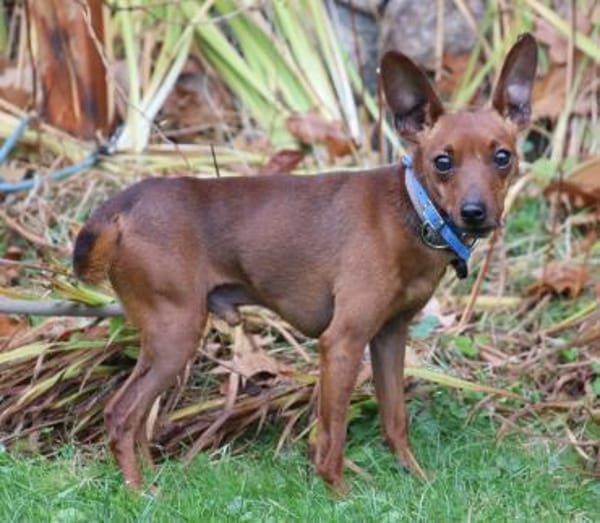 Pepe - kleine Maus sucht großes Glück