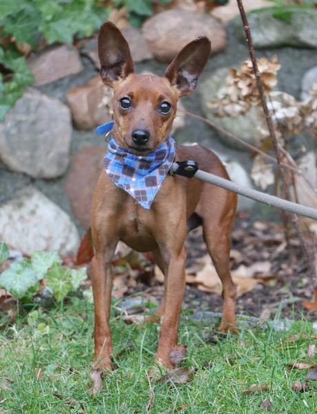 Pepe - kleine Maus sucht großes Glück