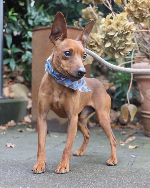 Pepe - kleine Maus sucht großes Glück