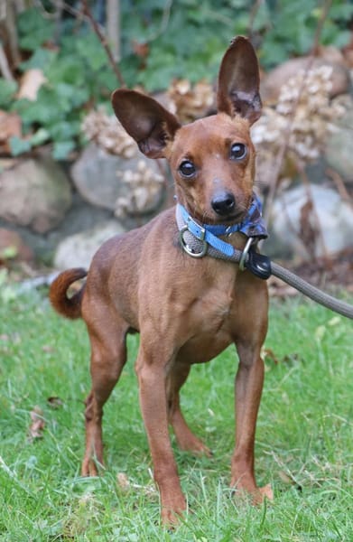 Pepe - kleine Maus sucht großes Glück