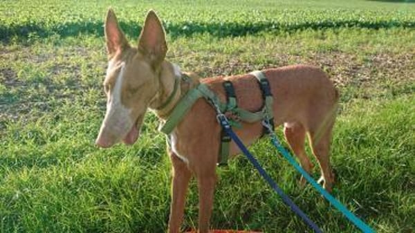 Xenon - fröhlich und sozial