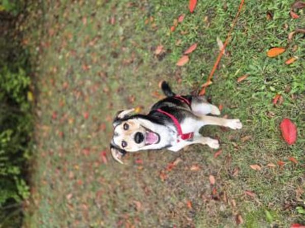 Marley - ein fröhlicher Jungrüde