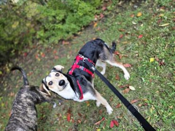 Marley - ein fröhlicher Jungrüde