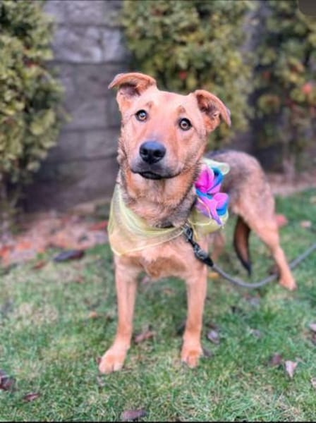 Ellie sucht ihr liebevolles Zuhause