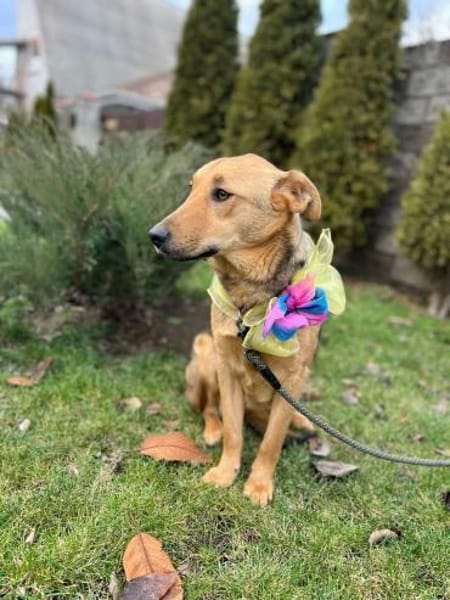 Ellie sucht ihr liebevolles Zuhause