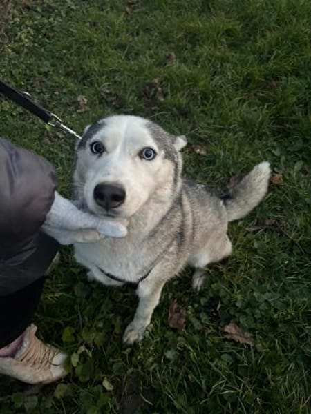 Lana sucht ihr liebevolles Zuhause