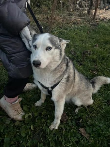 Lana sucht ihr liebevolles Zuhause