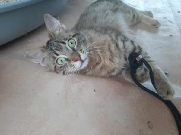 Cher, kleines Löwenköpfchen, ca. 1 Jahr