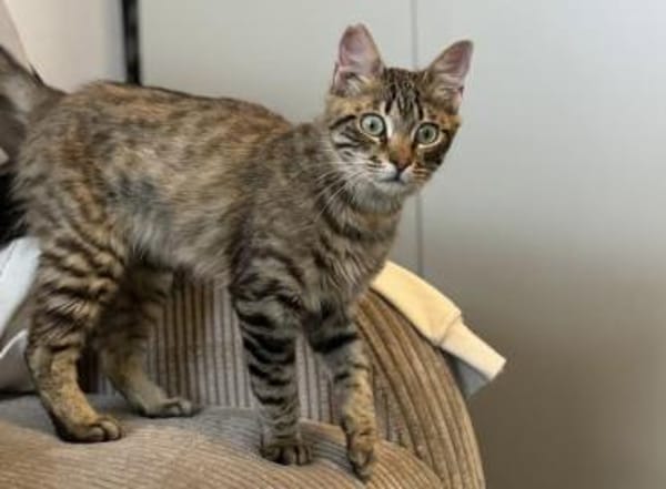 Cher, kleines Löwenköpfchen, ca. 1 Jahr