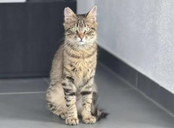 Cher, kleines Löwenköpfchen, ca. 1 Jahr