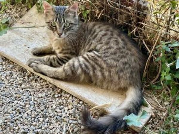 Cher, kleines Löwenköpfchen, ca. 1 Jahr