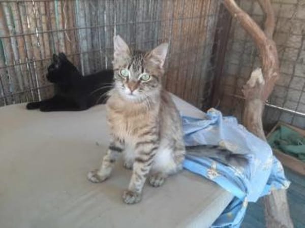 Cher, kleines Löwenköpfchen, ca. 1 Jahr