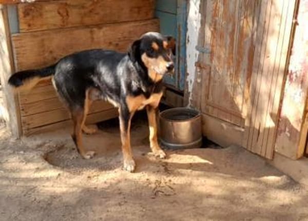 Falco-freundlich und menschenbezogen