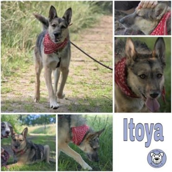 ITOYA -wünscht sich einen Hundekumpel-